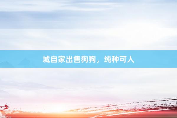 城自家出售狗狗，纯种可人